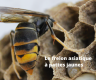 frelon asiatique(1)