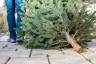 sapins-enlevement