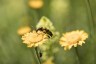 RS4432_21062017Macro_88A7944347944_scr_main