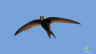 Citizen-Science-Monitoring-Banner-2_main